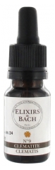 Cl&eacute;matis - &Eacute;lixir floral de Bach 10 ml