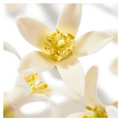 Nuxe Prodigieux ? Néroli le Parfum 50 ml