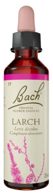 Fleurs de Bach Original Fleurs de Bach® Original Larch / Mélèze / Larix Decidua