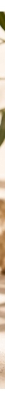 Garnier Ambre Solaire Natural Bronzer Lait Autobronzant Corps et Visage 175 ML