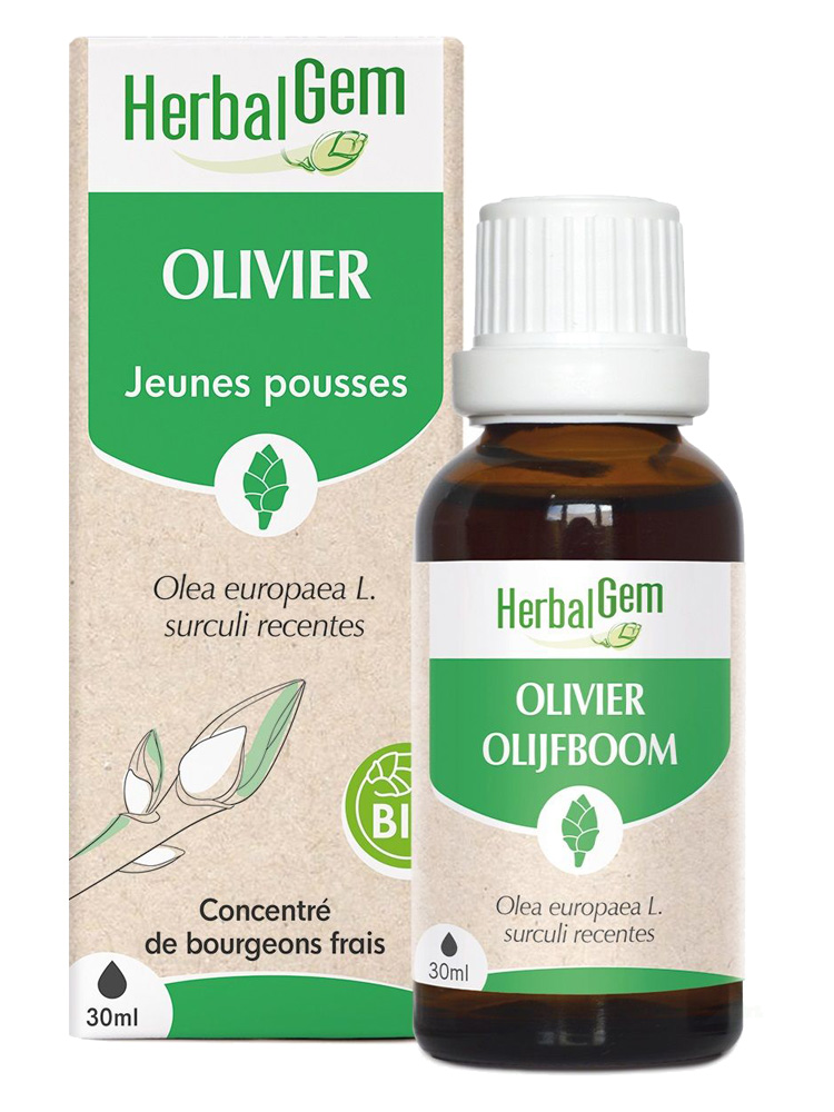 Herbalgem Olivier Bio Macérats-Mères de Gemmothérapie Concentrée Mémoire et Concentration 15 ml